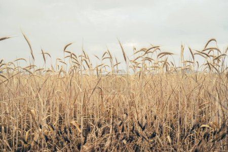 Téléchargez les photos : Culture céréalière contre ciel bleu et gris, épis de blé au premier plan avec fond de plantation - en image libre de droit