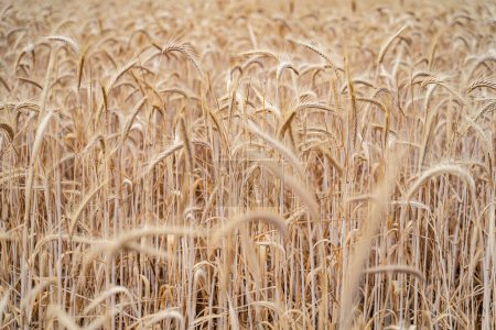 Photo for Cereal crop against blue and gray sky, ears of wheat in the foreground with plantation background - Royalty Free Image