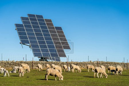 Photo for Solar panels of photovoltaic energy in a green meadow where sheep graze with their young - Royalty Free Image