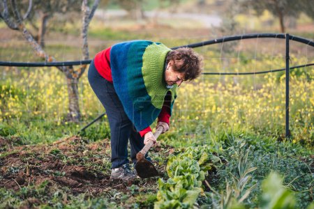 Téléchargez les photos : Femme âgée rurale entretenant et soignant son jardin - en image libre de droit