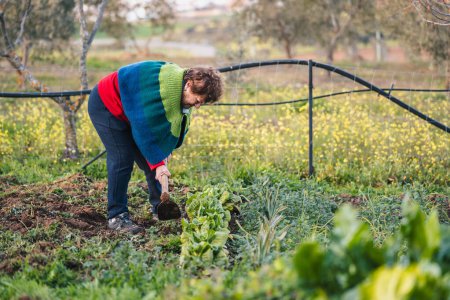 rural senior woman maintaining and caring for her vegetable garden