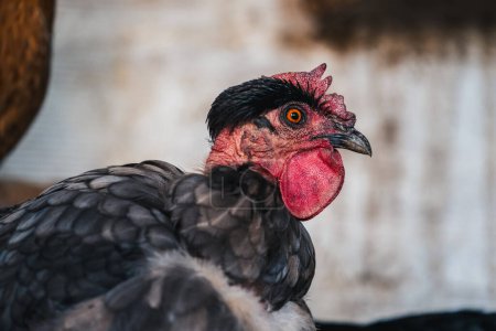 Foto de Primer plano retrato de una gallina en un gallinero - Imagen libre de derechos