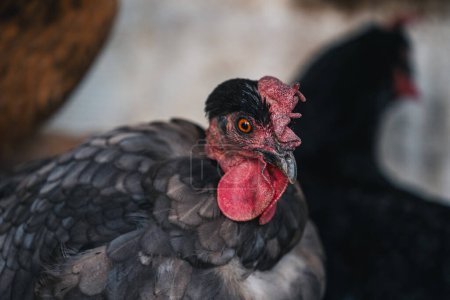 Téléchargez les photos : Portrait rapproché d'une poule dans un poulailler - en image libre de droit