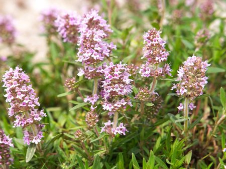 Photo for Wild thyme blooming, Thymus vulgaris - Royalty Free Image