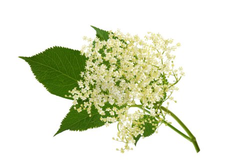 Téléchargez les photos : Fleur de sureau en fleurs isolée sur blanc, Sambucus nigra - en image libre de droit