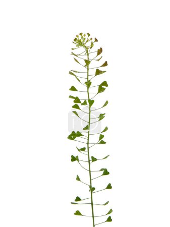 Shepherd's purse plant isolated on white, Capsella bursa-pastoris