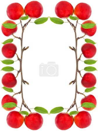 Foto de Marco de manzanas rojas en rama de manzano aislado en blanco - Imagen libre de derechos