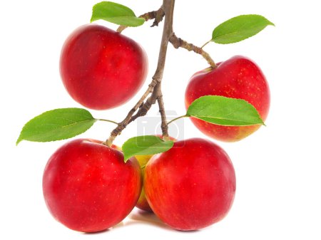 Apfelbaumzweig mit reifen roten Apfelfrüchten isoliert auf weiß