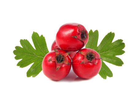 Hawthorn berries and green leaves isolated on white background
