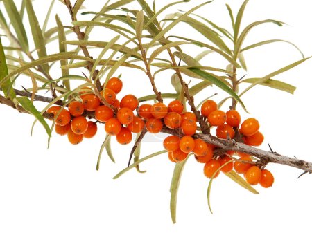 Branch of Sea buckthorn with ripe berries isolated on white background. Hippophae rhamnoides