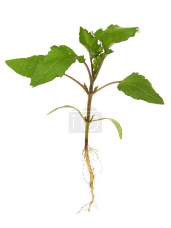 Junge Pflanze aus rauem Schlaraffenland isoliert auf weißem Xanthium strumarium