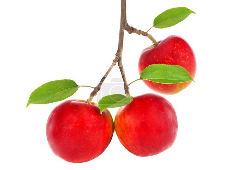 Rama de manzano con fruta de manzana roja madura aislada en blanco