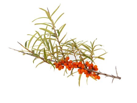 Branch of Sea buckthorn with ripe berries isolated on white background. Hippophae rhamnoides