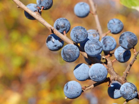 Branch of Blackthorn or sloe berries with ripe fruits, Prunus spinosa