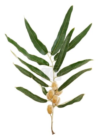 angustifolia