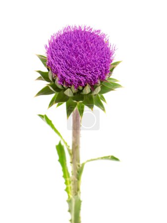 Cabeza de flor púrpura de Cardo mariano, Carduus Nutans
