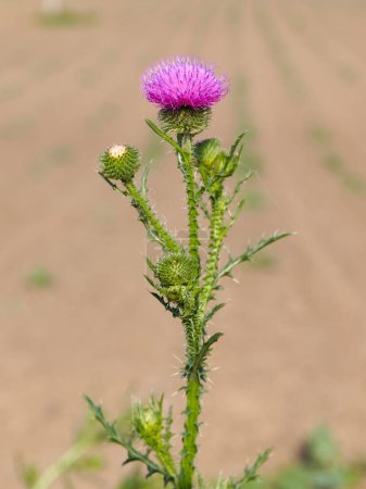 Spiny plumeless thistle with PURPLE flower, Carduus acanthoides