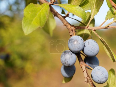 Zweig von Schlehen oder Schlehen mit reifen Früchten, Prunus spinosa