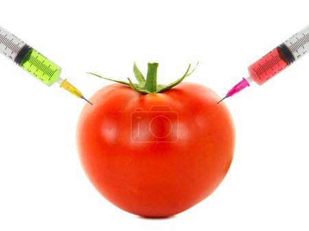 Konzept der genetischen Veränderung von Tomatengemüse, künstliche Reifung und chemische Behandlung