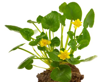 Lesser celandine or pilewort plant, Ficaria verna or Ranunculus ficaria