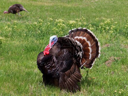 Strutting male turkeys on a green meadow, displaying in the spring mating season