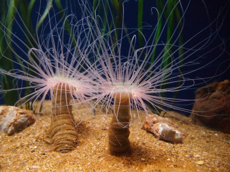 Tube anemone or cylinder anemone on the seafloor, Cerianthus membranaceus
