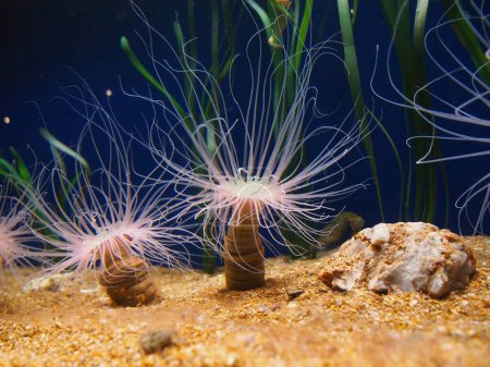 Tube anemone or cylinder anemone, Cerianthus membranaceus