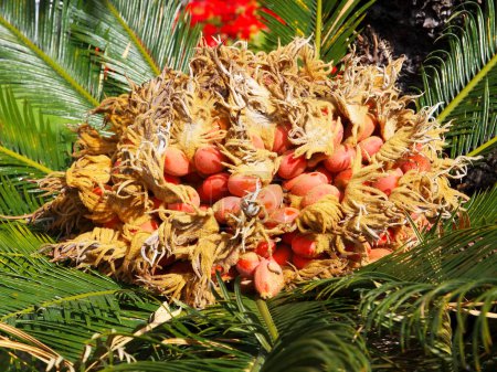 Fruits of Sago palm tree, Cycas revoluta