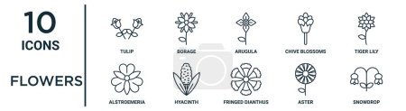 Ilustración de Conjunto de iconos de esquema de flores como tulipán de línea fina, rúcula, lirio tigre, jacinto, astro, gota de nieve, iconos de alstroemeria para el informe, presentación, diagrama, diseño web - Imagen libre de derechos