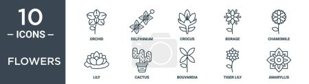 Illustration for Flowers outline icon set includes thin line orchid, delphinium, crocus, borage, chamomile, lily, cactus icons for report, presentation, diagram, web design - Royalty Free Image