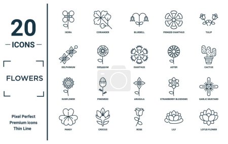 Illustration for Flowers linear icon set. includes thin line ixora, delphinium, sunflower, pansy, lotus flower, dianthus, garlic mustard icons for report, presentation, diagram, web design - Royalty Free Image