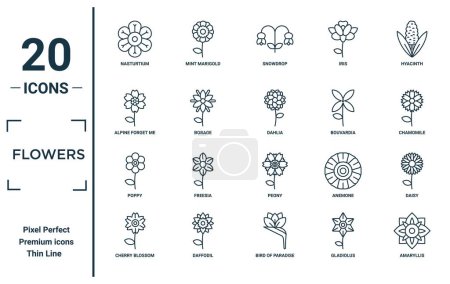 Illustration for Flowers linear icon set. includes thin line nasturtium, alpine forget me not, poppy, cherry blossom, amaryllis, dahlia, daisy icons for report, presentation, diagram, web design - Royalty Free Image