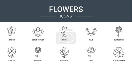 Illustration for Set of 10 outline web flowers icons such as orchid, lotus flower, rose, tulip, sunflower, crocus, daffodil vector icons for report, presentation, diagram, web design, mobile app - Royalty Free Image