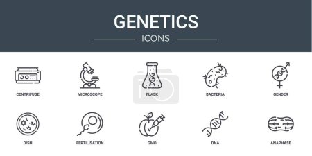 10 umrissene Web-Genetik-Symbole wie Zentrifuge, Mikroskop, Kolben, Bakterien, Geschlecht, Schüssel, Befruchtungsvektorsymbole für Bericht, Präsentation, Diagramm, Webdesign, mobile App