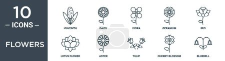 conjunto de iconos de esquema de flores incluye jacinto de línea delgada, margarita, ixora, geranio, iris, flor de loto, iconos de astro para el informe, presentación, diagrama, diseño web