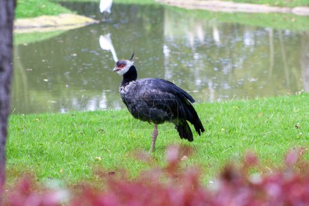 a large black heron stands near a pond