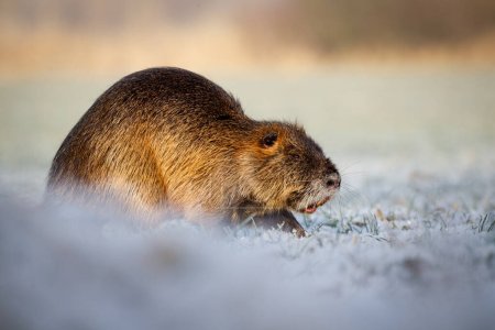 Nutria in search of food on the ice