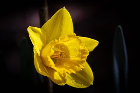 Foto de Narciso amarillo sobre fondo oscuro. Profundidad superficial del campo. - Imagen libre de derechos