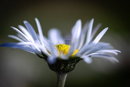 Close up of a daisy flower. Shallow depth of field.