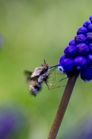 Foto de Wollschweber insekt flor Hierba - Imagen libre de derechos