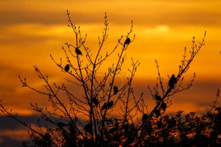 Foto de Vogelschwarm, Silueta de pájaros sentados en las ramas de una t - Imagen libre de derechos