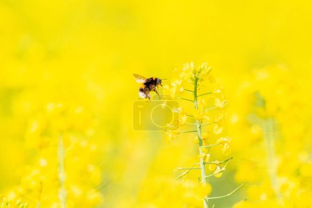 Photo for Hummel , Bumblebee and rape flower in the field, nature backgrou - Royalty Free Image