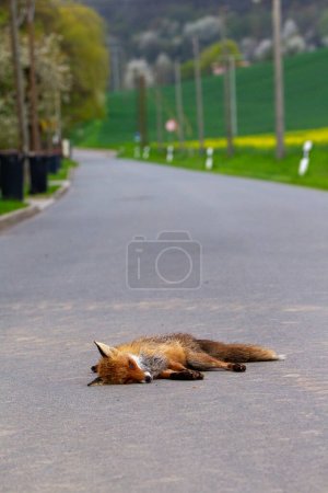 toter Fuchs , Red fox (Vulpes vulpes) dead on the road