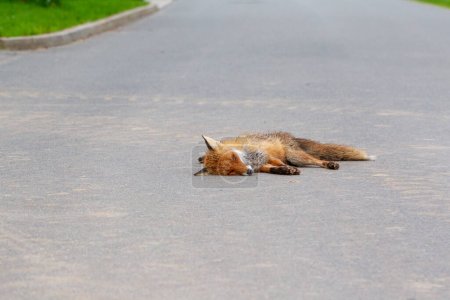 Foto de Toter Fuchs, zorro rojo (Vulpes vulpes) dearh en el camino - Imagen libre de derechos