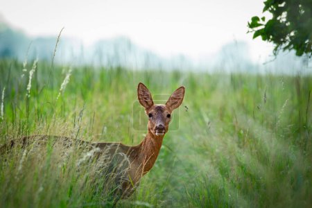 Young roe deer in a field of tall grass looking at the camera