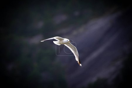 Foto de Gaviota volando en el aire sobre la costa de - Imagen libre de derechos