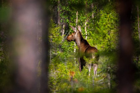 Elchkuh im Wald, Moose in der Brunftzeit.