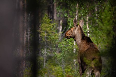 Elchkuh, Moose im Wald während der Brunftzeit. Finlan