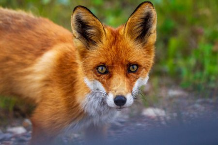 Portrait d'un renard roux (Vulpes vulpes
) 