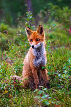 Red fox (Vulpes vulpes) sitting in the forest